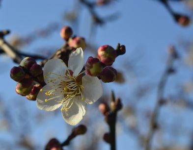 韓国・安東にて。まだ花のない寒い時期にかろうじて見つけた貴重な梅の花