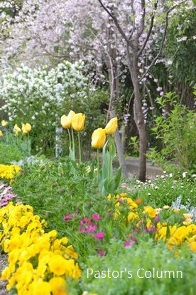 色とりどりの春の花壇