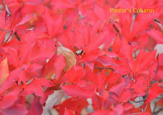 ご近所の植え込みの葉っぱの色がみごとだったので撮影。名前がわかりません、どなたかご存じの方教えてください！