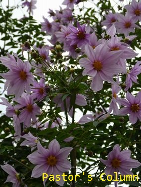 皇帝ダリア、キク科（コダチダリア）。成長すると５mを超え、２階の窓からも楽しめるそうです。寒くなってからこんなに勢いのある花が見られるのはうれしいです