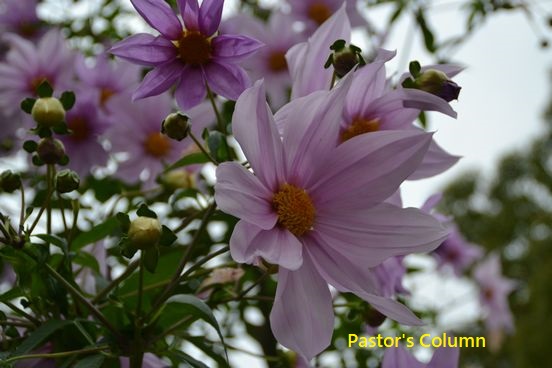 皇帝ダリア。寒い時期に咲く元気な花は、3、４ｍもの背丈があります。